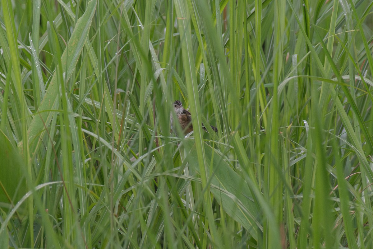 Indian Grassbird - ML641015075