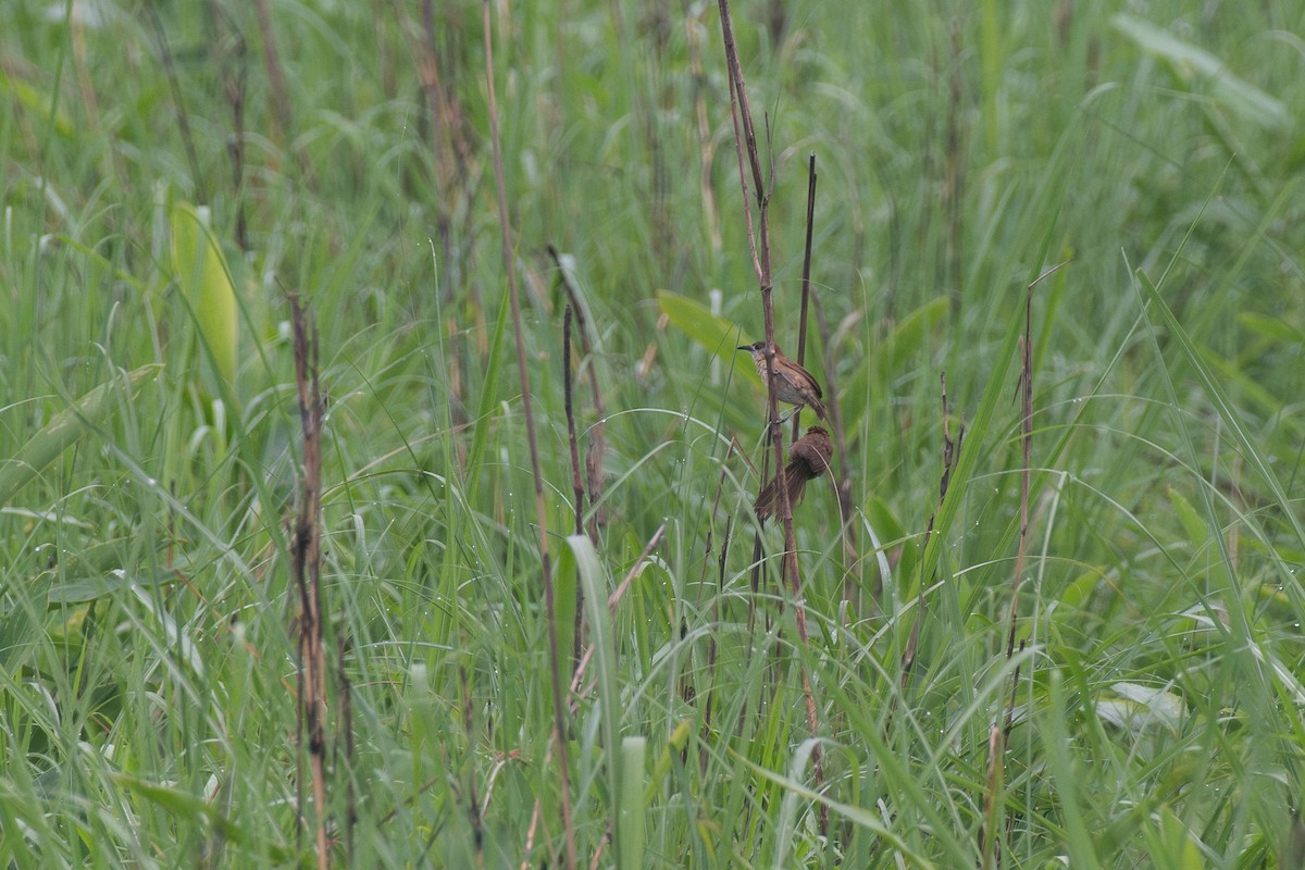 Slender-billed Babbler - ML641015084