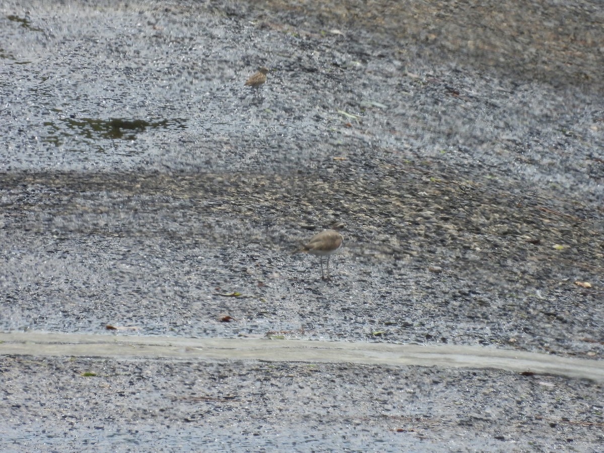 Semipalmated Sandpiper - ML641015093