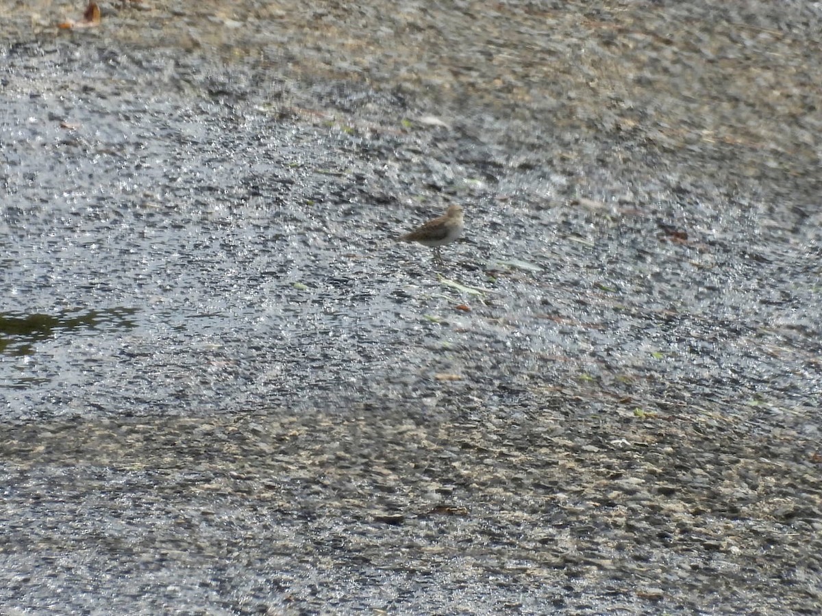 Semipalmated Sandpiper - ML641015094