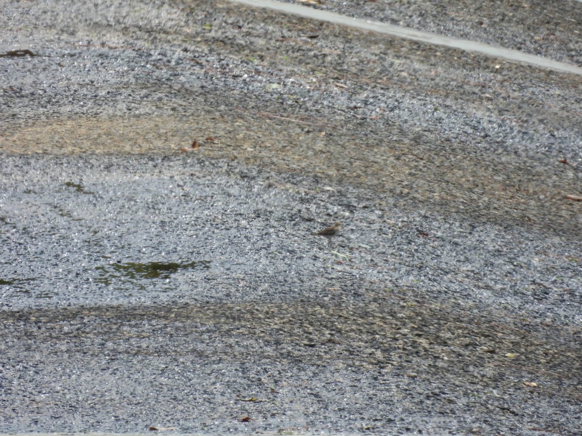 Semipalmated Sandpiper - ML641015095