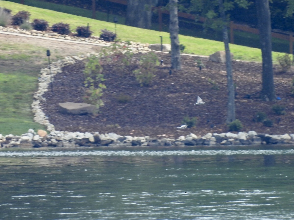 Хилэн хараалай - ML641015115