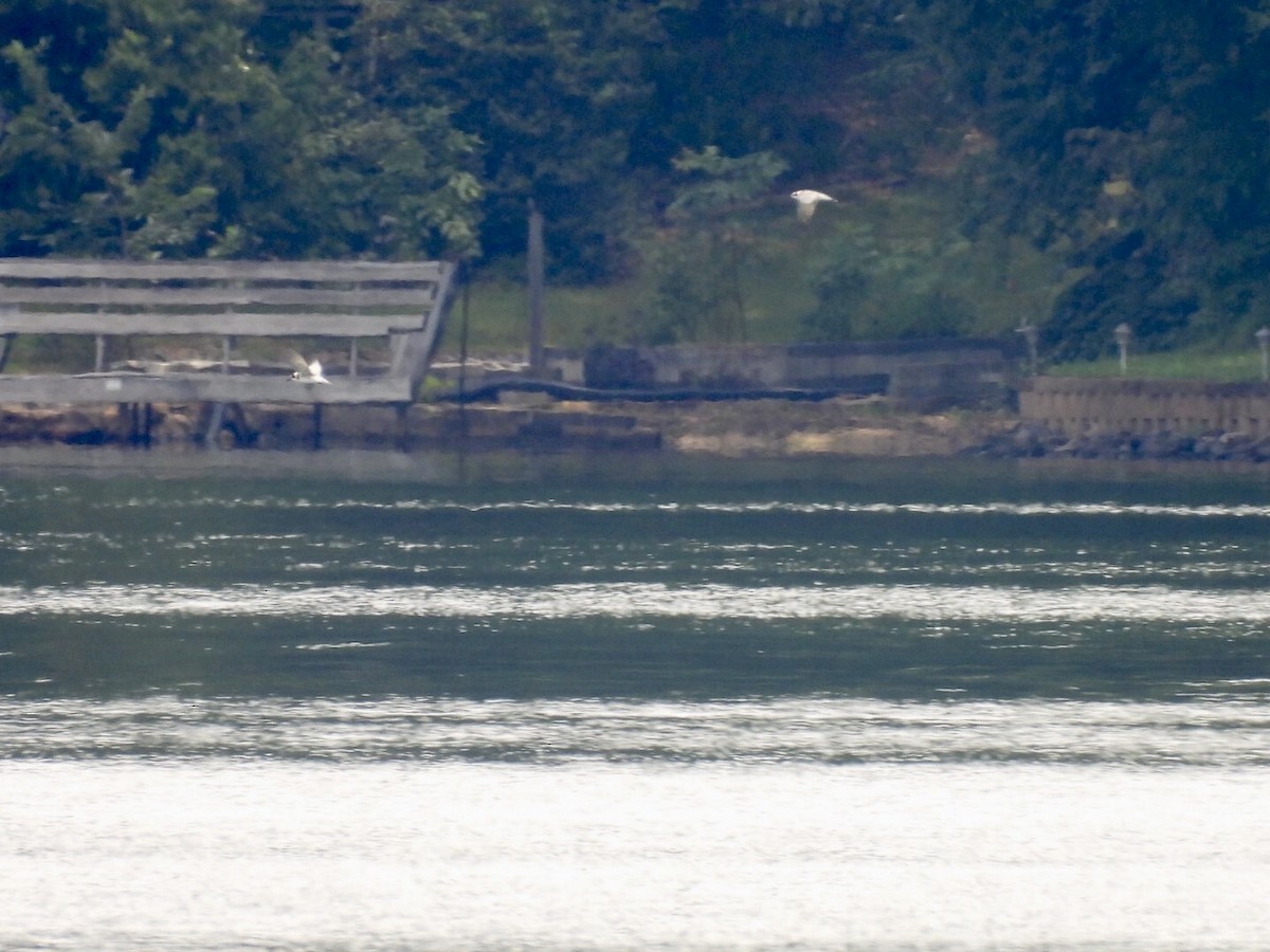 Хилэн хараалай - ML641015116