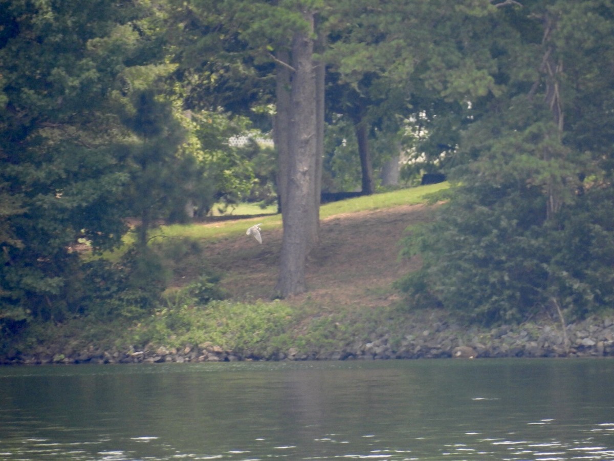 Хилэн хараалай - ML641015117