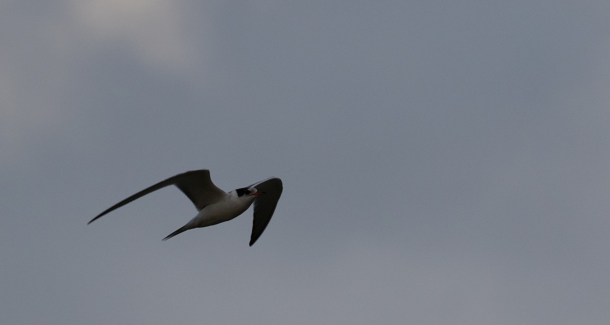 Common Tern - ML641015132