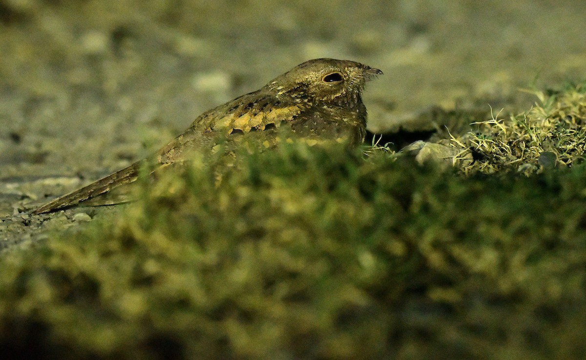 Plain Nightjar - ML641015136