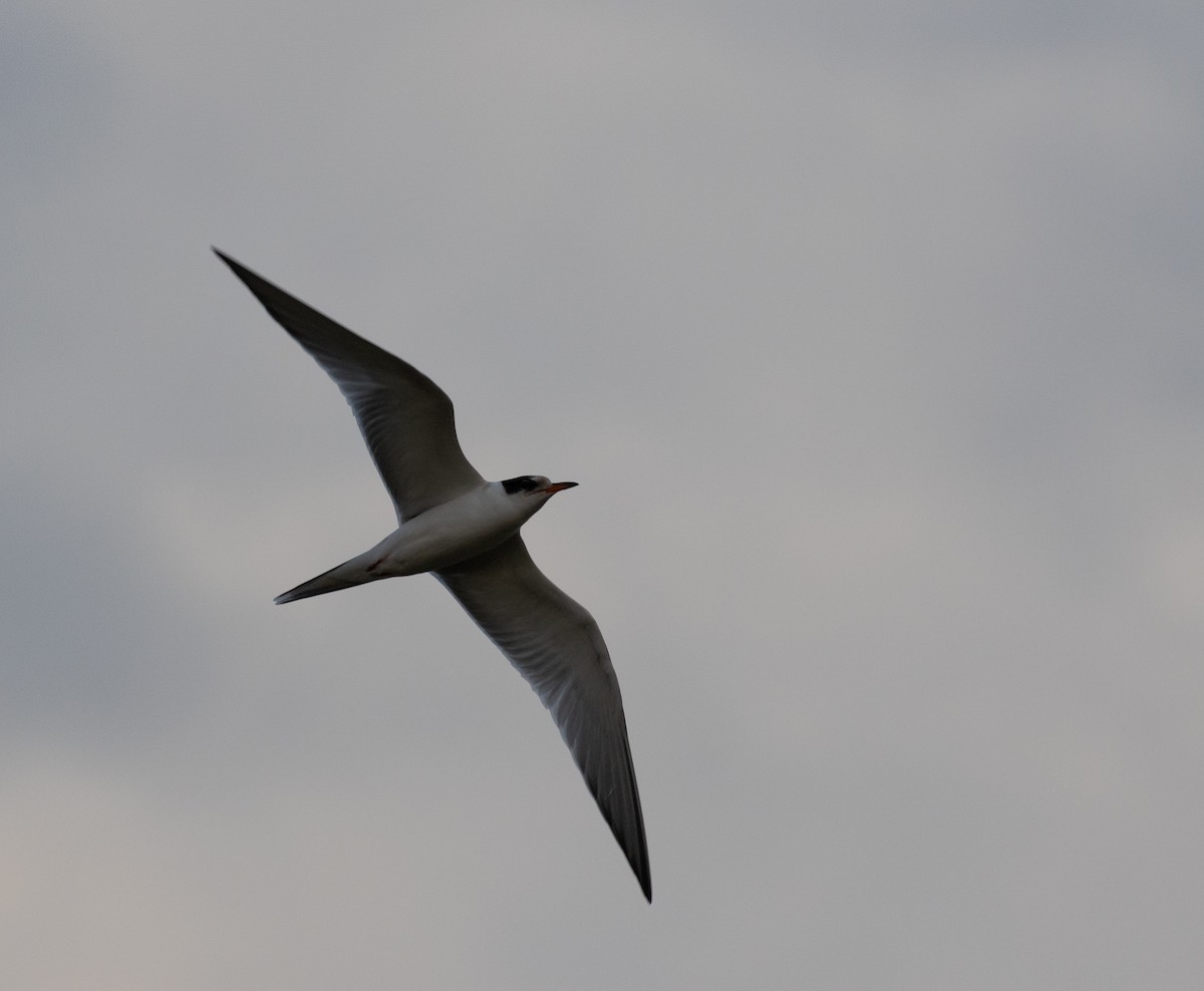 Common Tern - ML641015142
