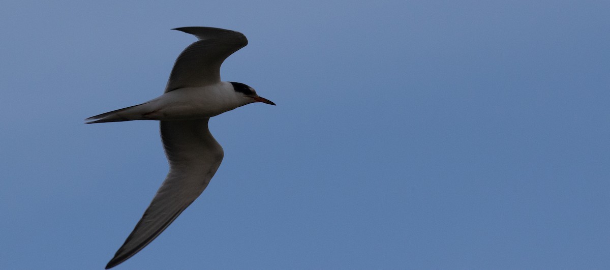 Common Tern - ML641015151