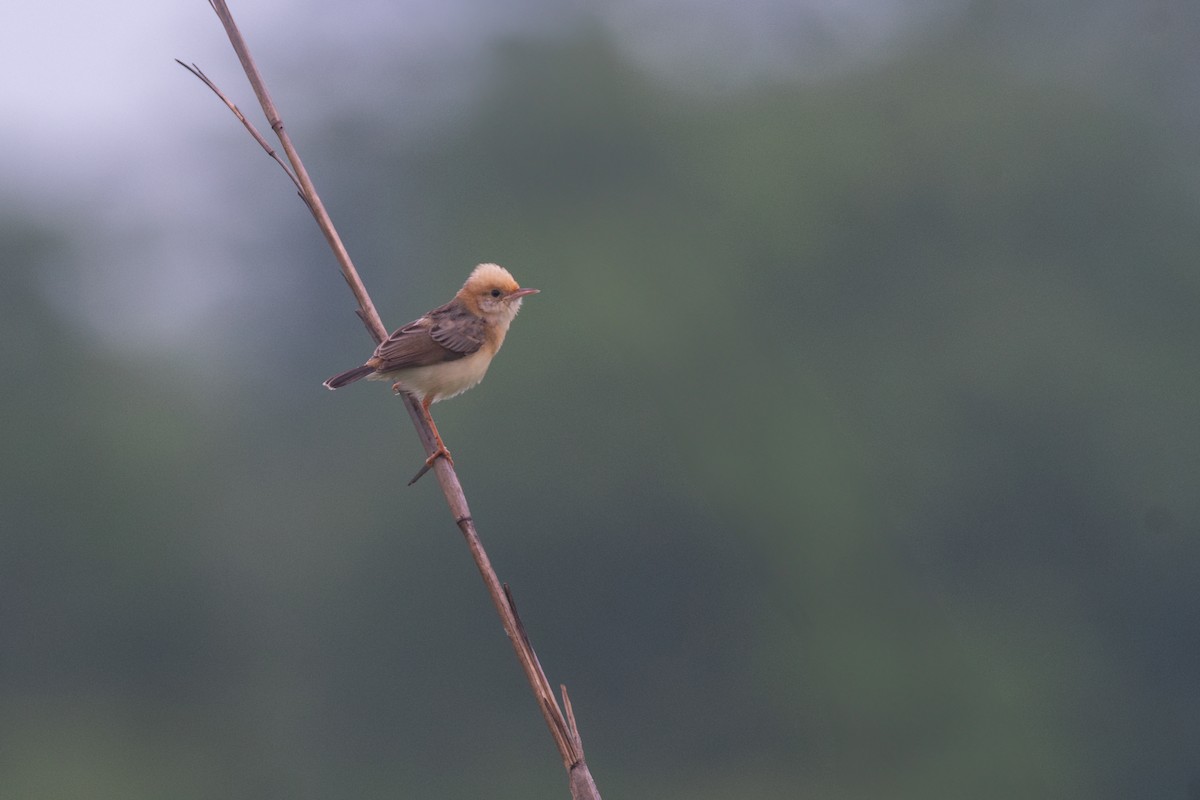 Golden-headed Cisticola - ML641015153
