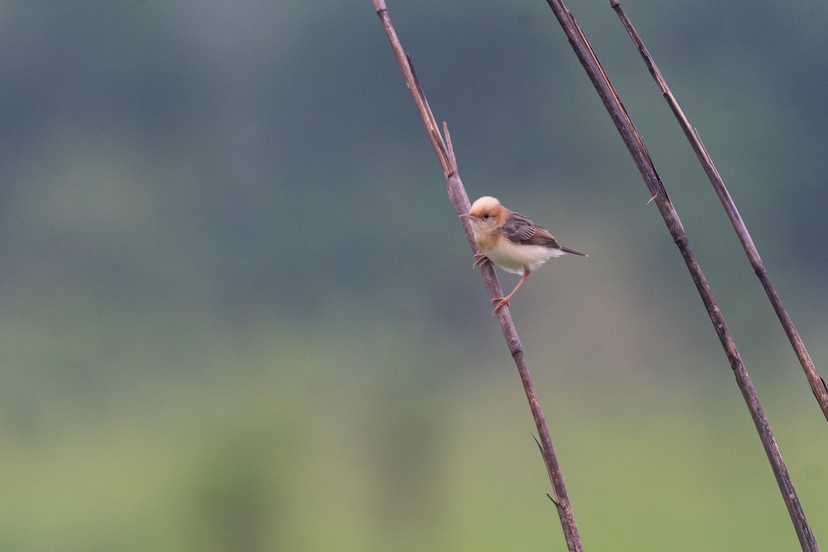Golden-headed Cisticola - ML641015154