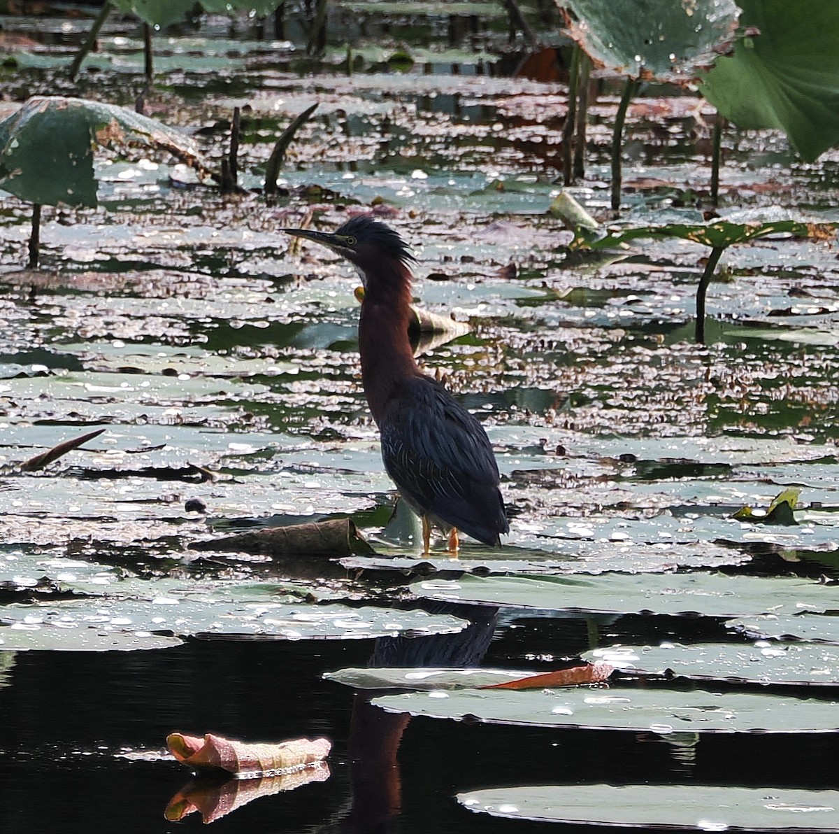 Green Heron - ML641015157