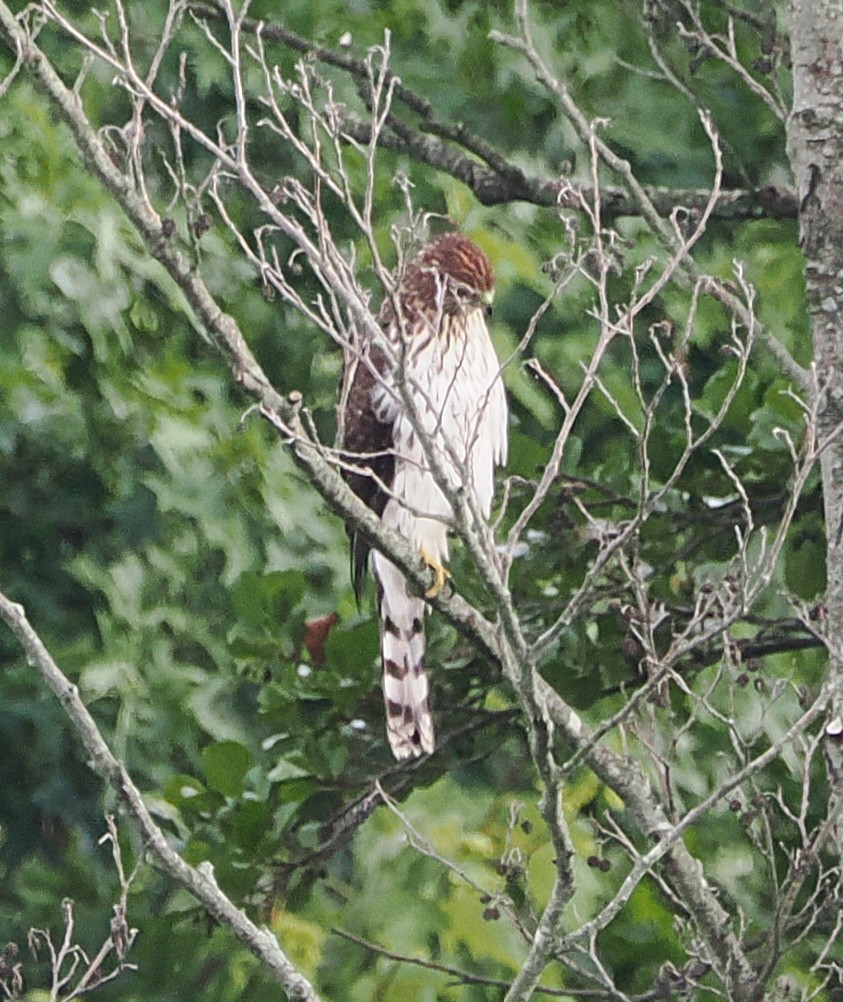 Cooper's Hawk - ML641015164