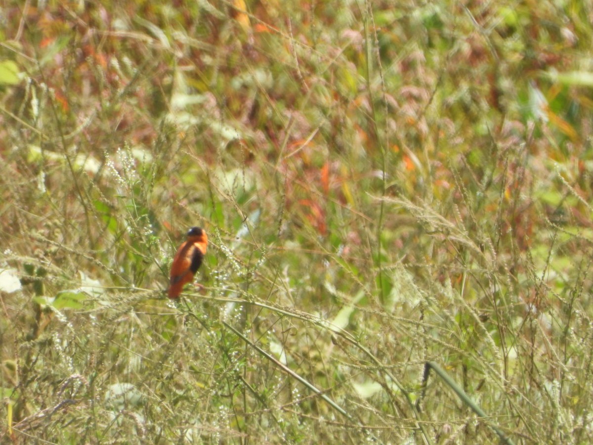 Northern Red Bishop - ML641015169