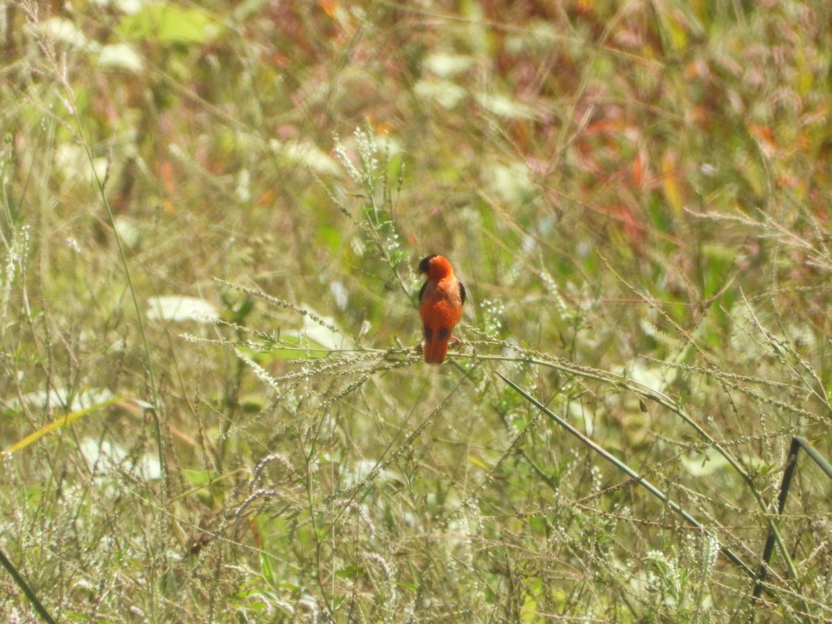 Northern Red Bishop - ML641015171