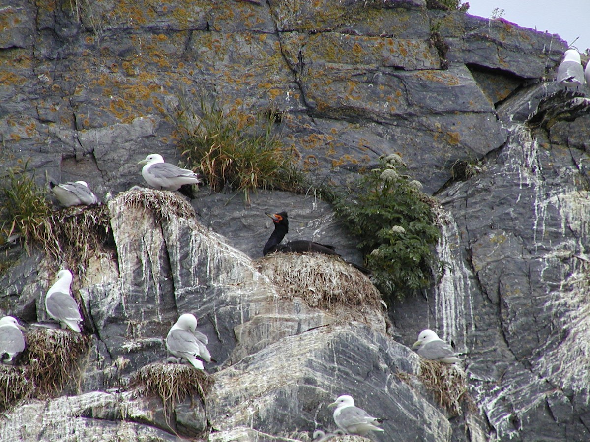 Red-faced Cormorant - ML641015187