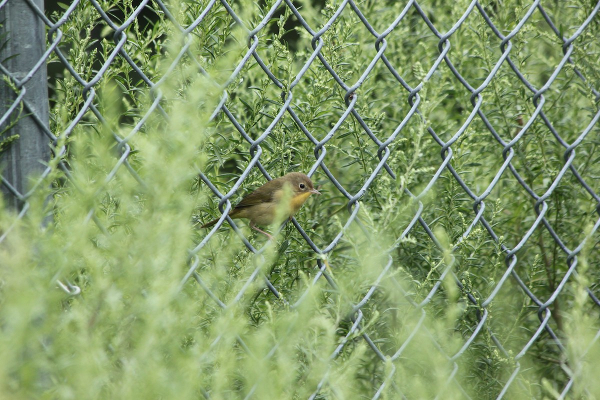 Common Yellowthroat - ML641015201