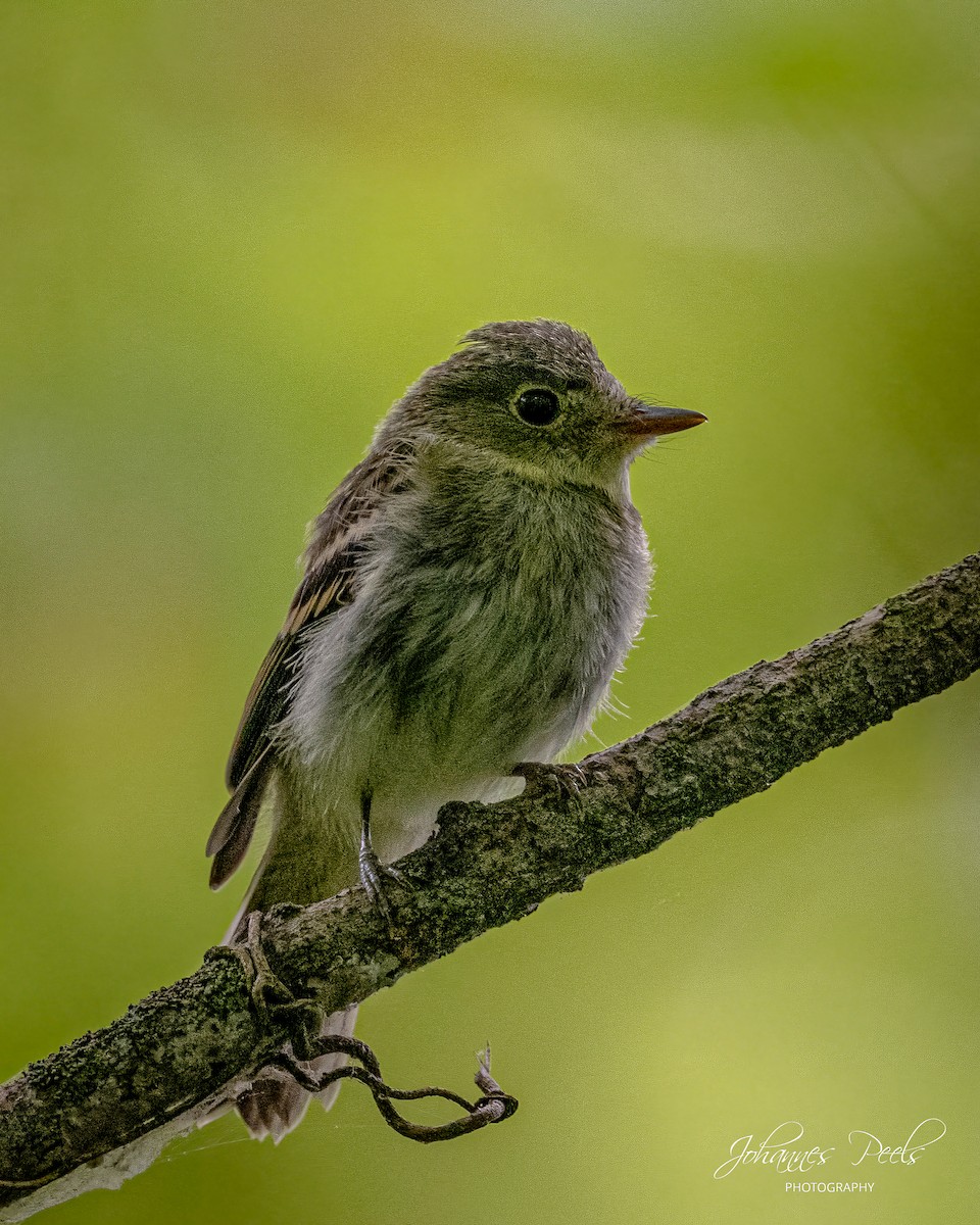Acadian Flycatcher - ML641015220