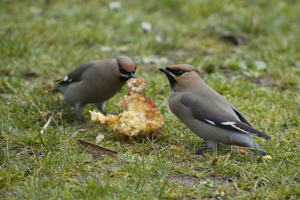 Bohemian Waxwing - ML641015225
