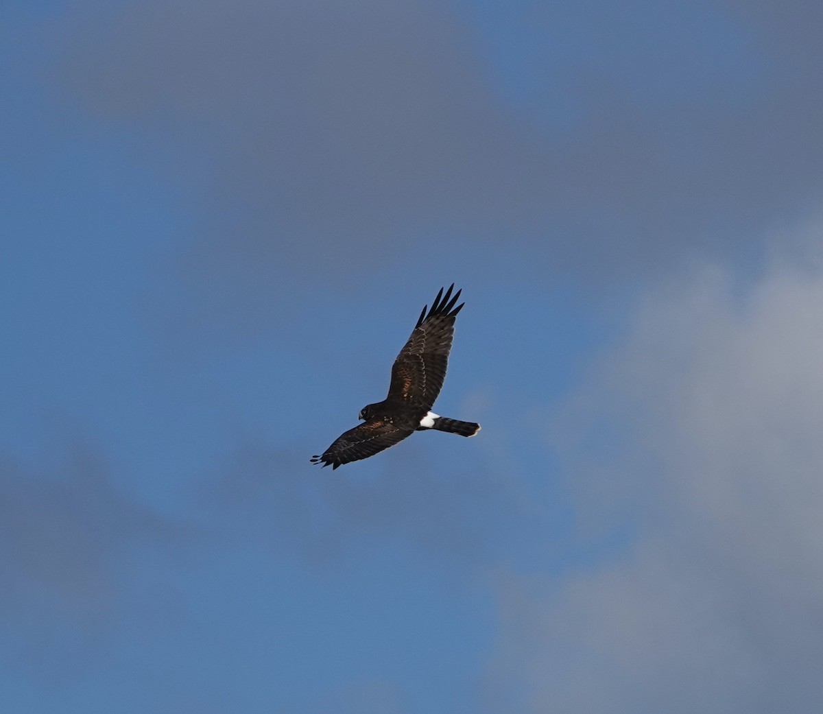 Northern Harrier - ML641015262