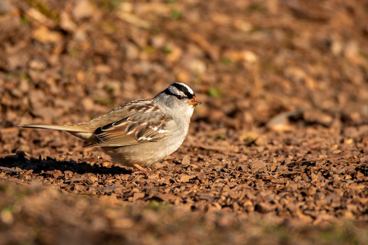White-crowned Sparrow - ML641015264