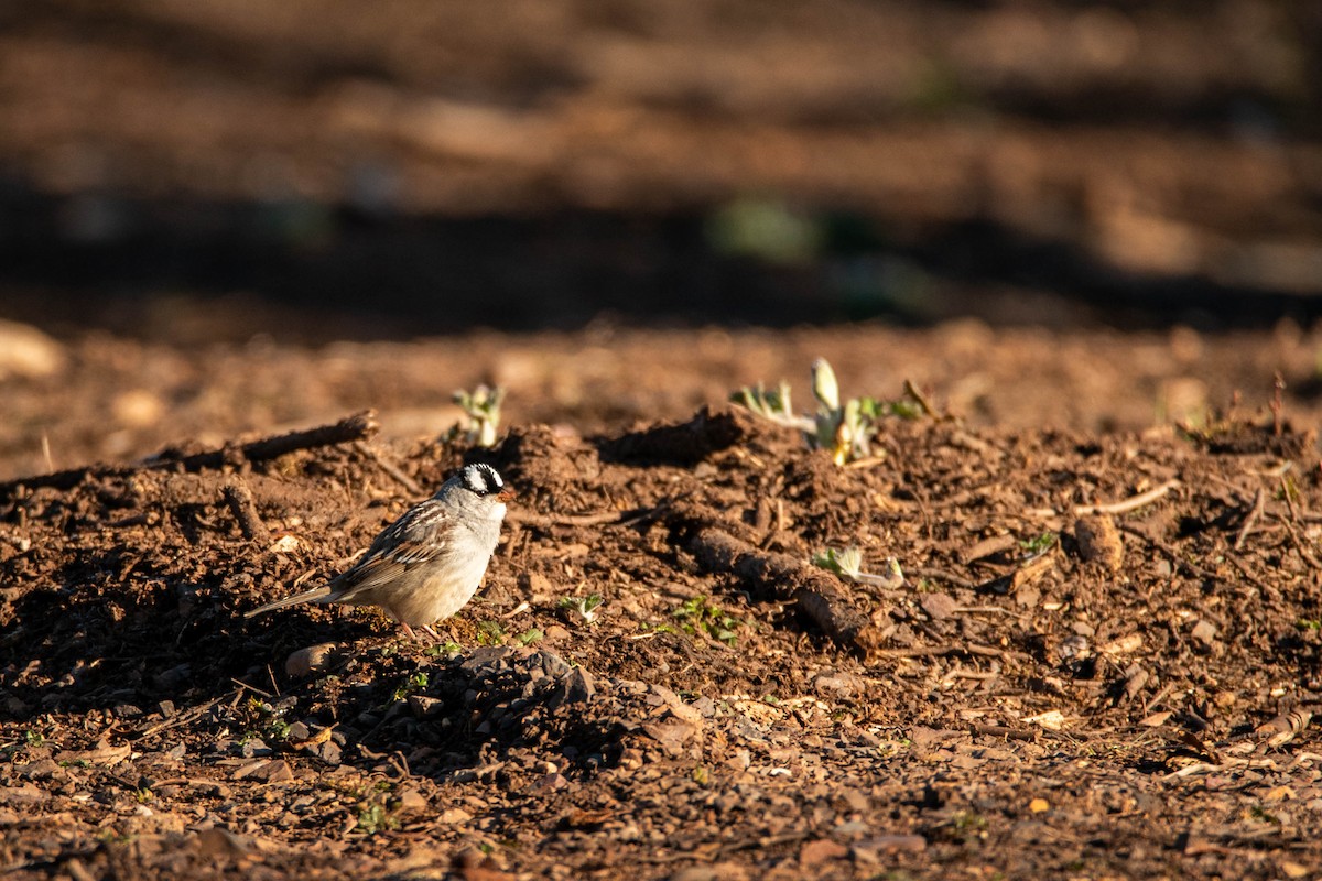 White-crowned Sparrow - ML641015265