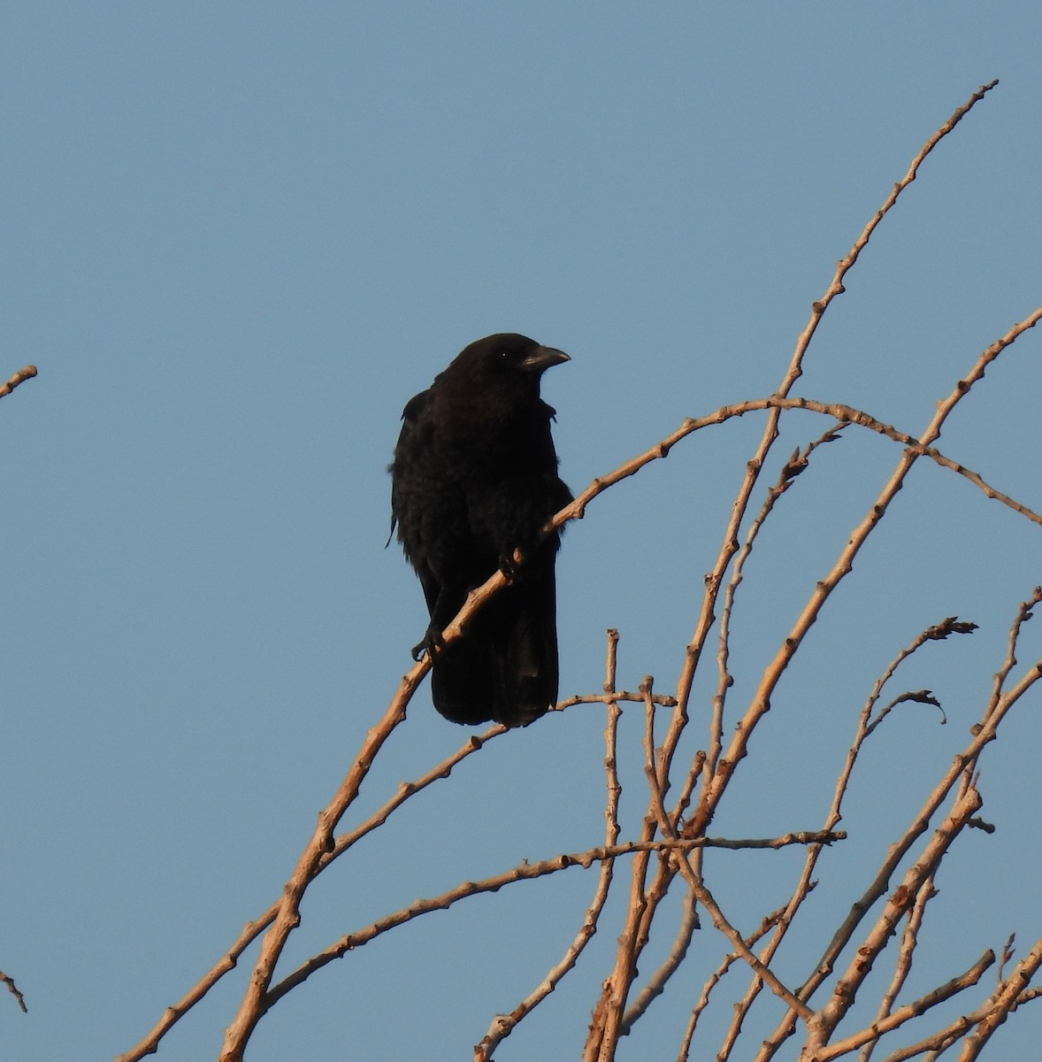 American Crow - ML641015296