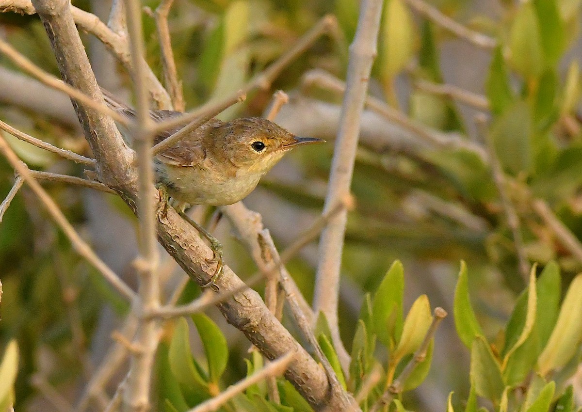Lezkari arrunta (avicenniae) - ML641015297