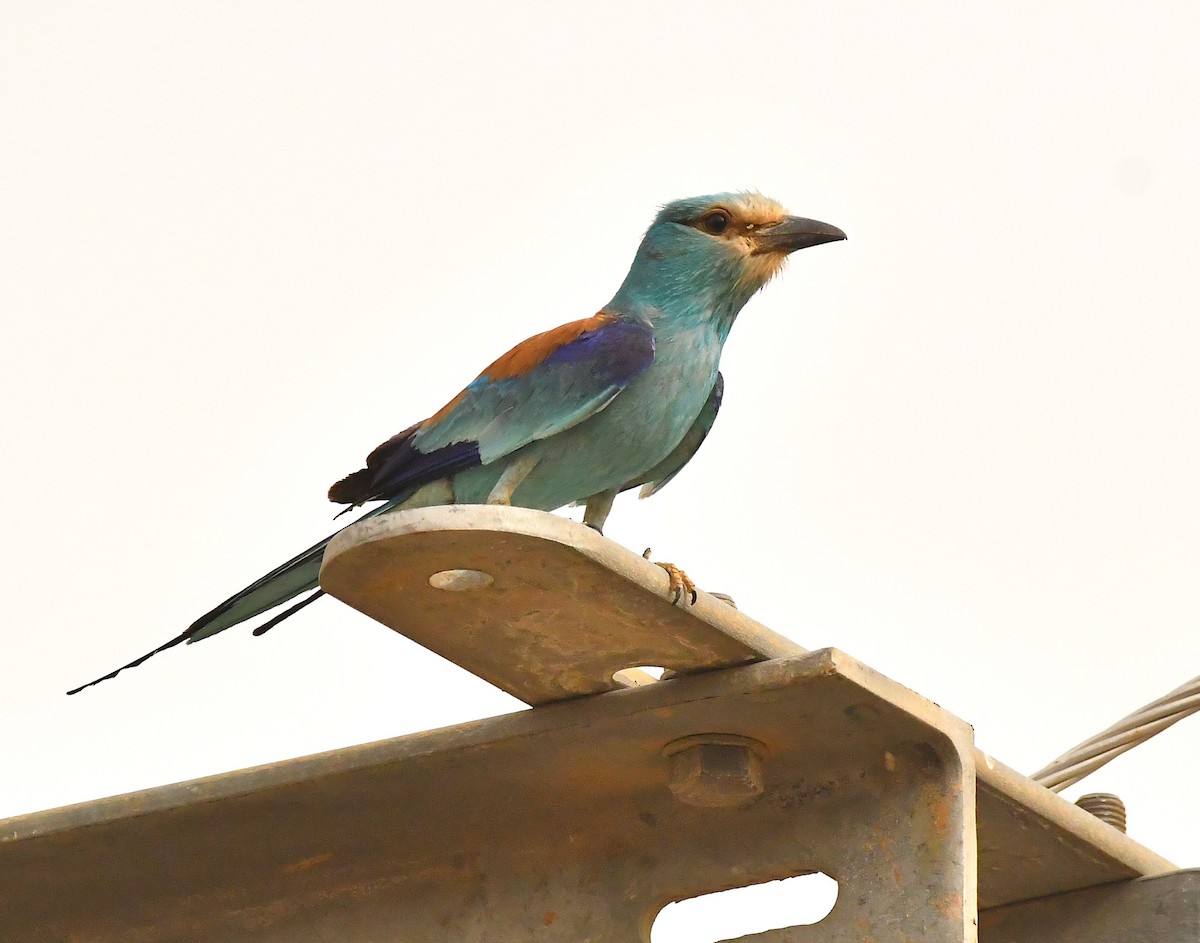 Abyssinian Roller - ML641015339