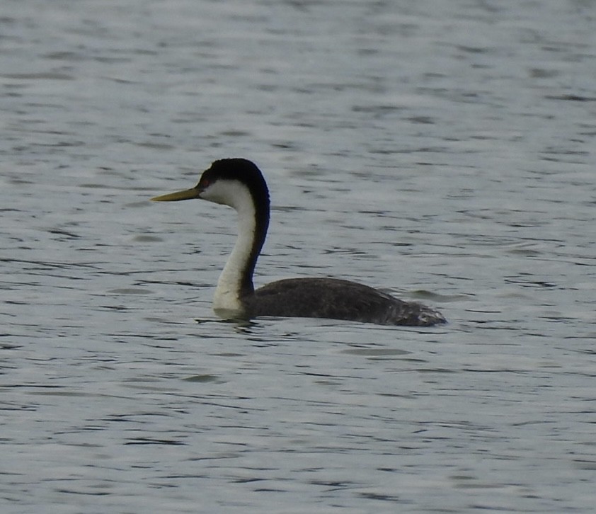 Western Grebe - ML641015348