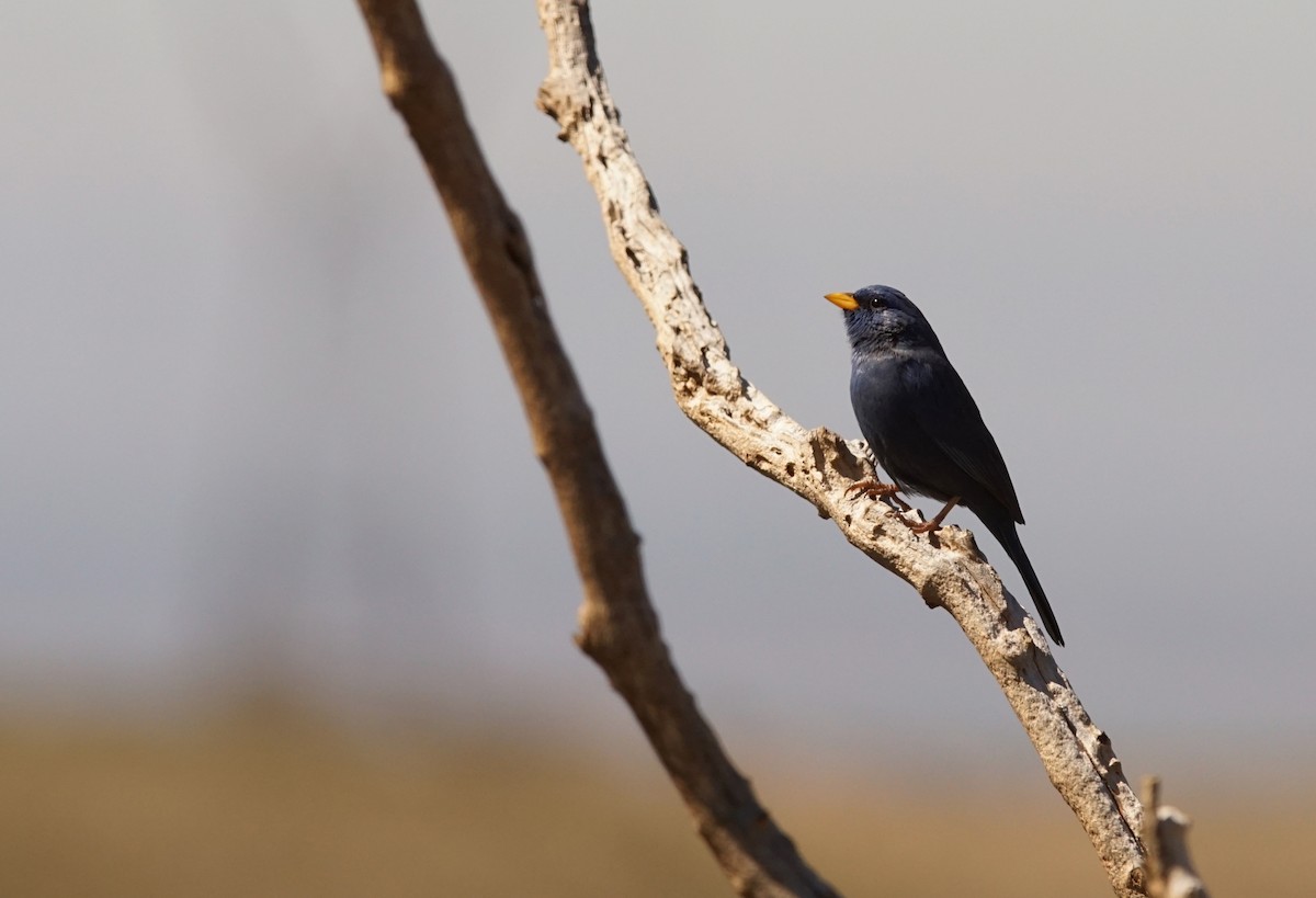 Blue Finch - ML641015349