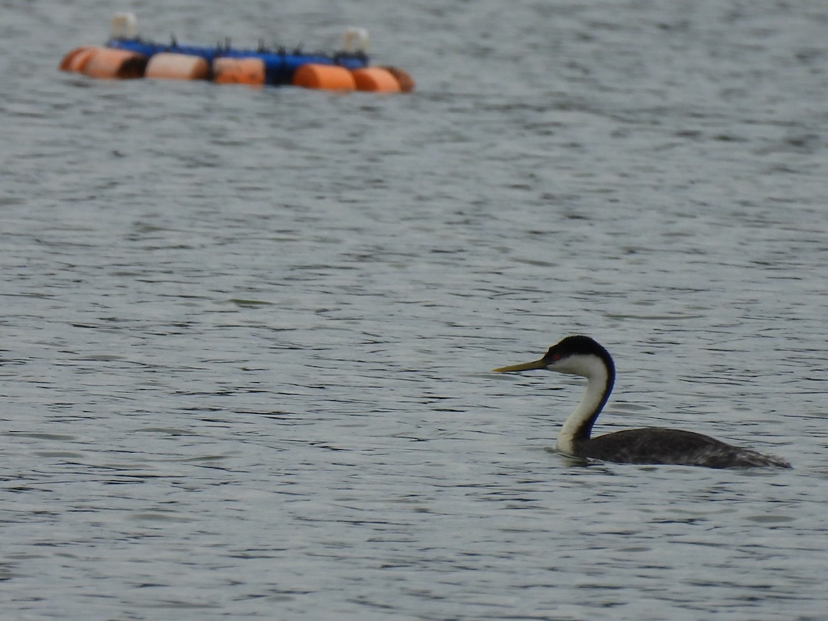 Western Grebe - ML641015356