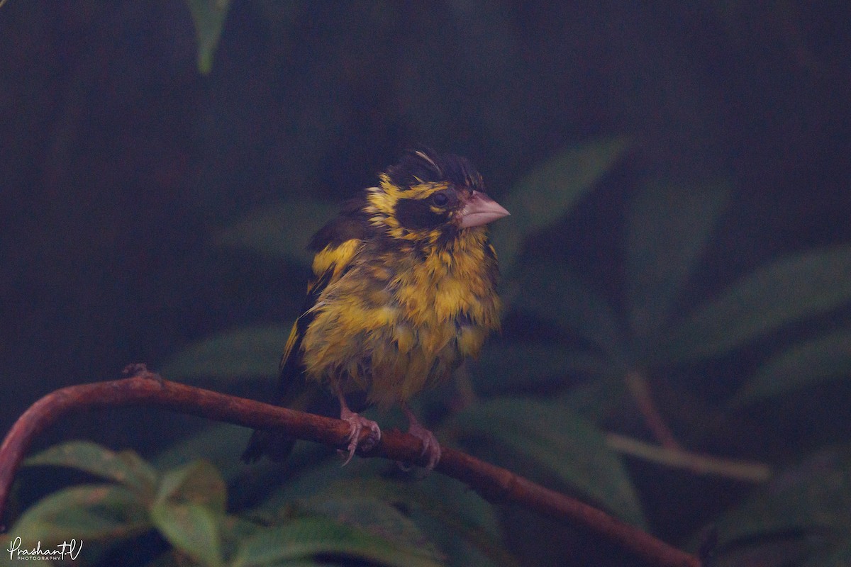 Yellow-breasted Greenfinch - ML641015358