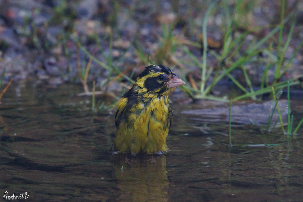 Yellow-breasted Greenfinch - ML641015359