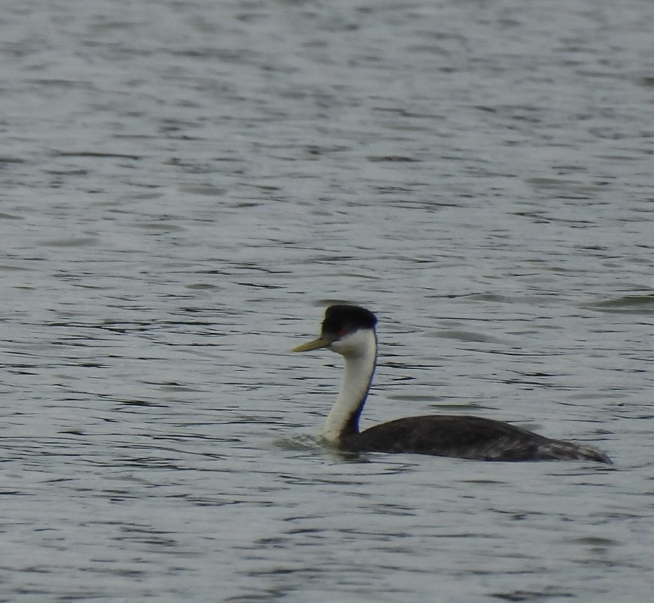 Western Grebe - ML641015361