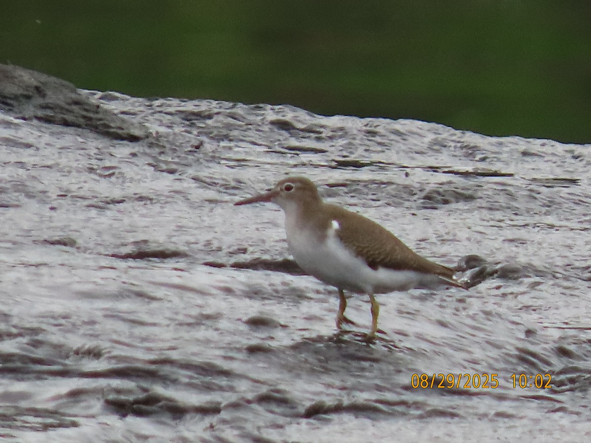 Spotted Sandpiper - ML641015366