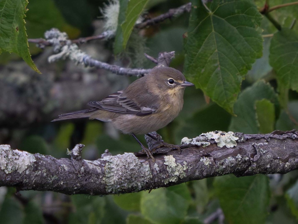 Pine Warbler - ML641015373