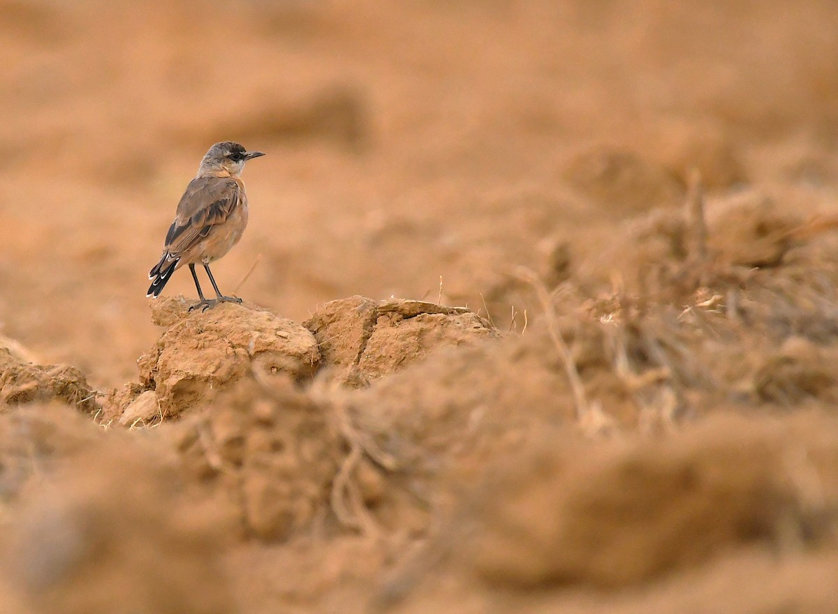 Buff-breasted Wheatear - ML641015403