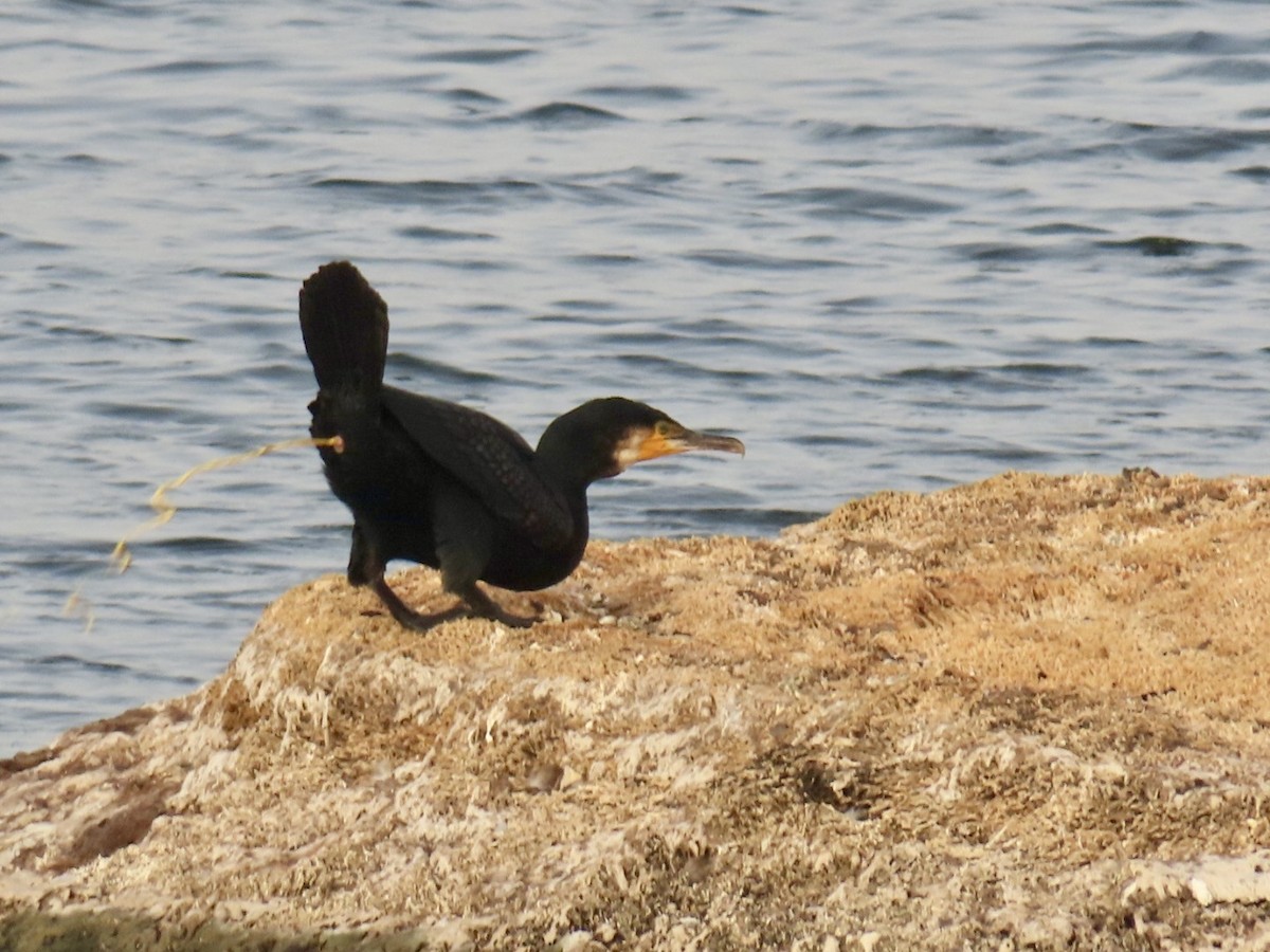 Great Cormorant - ML641015416