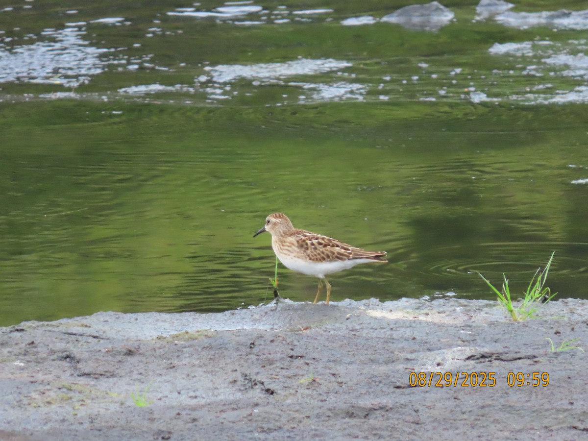 Least Sandpiper - ML641015429
