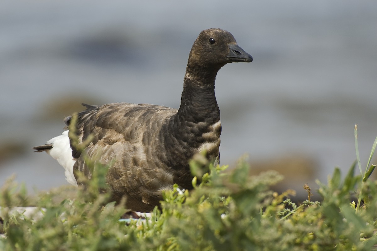 Brant - ML641015450