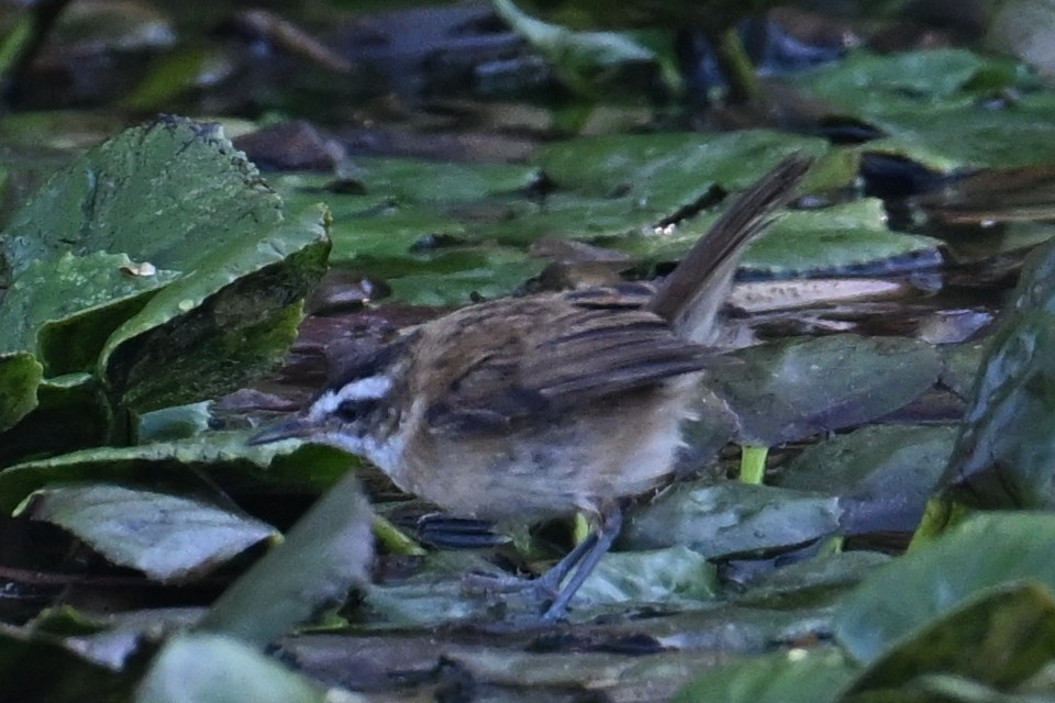 Moustached Warbler - ML641015466