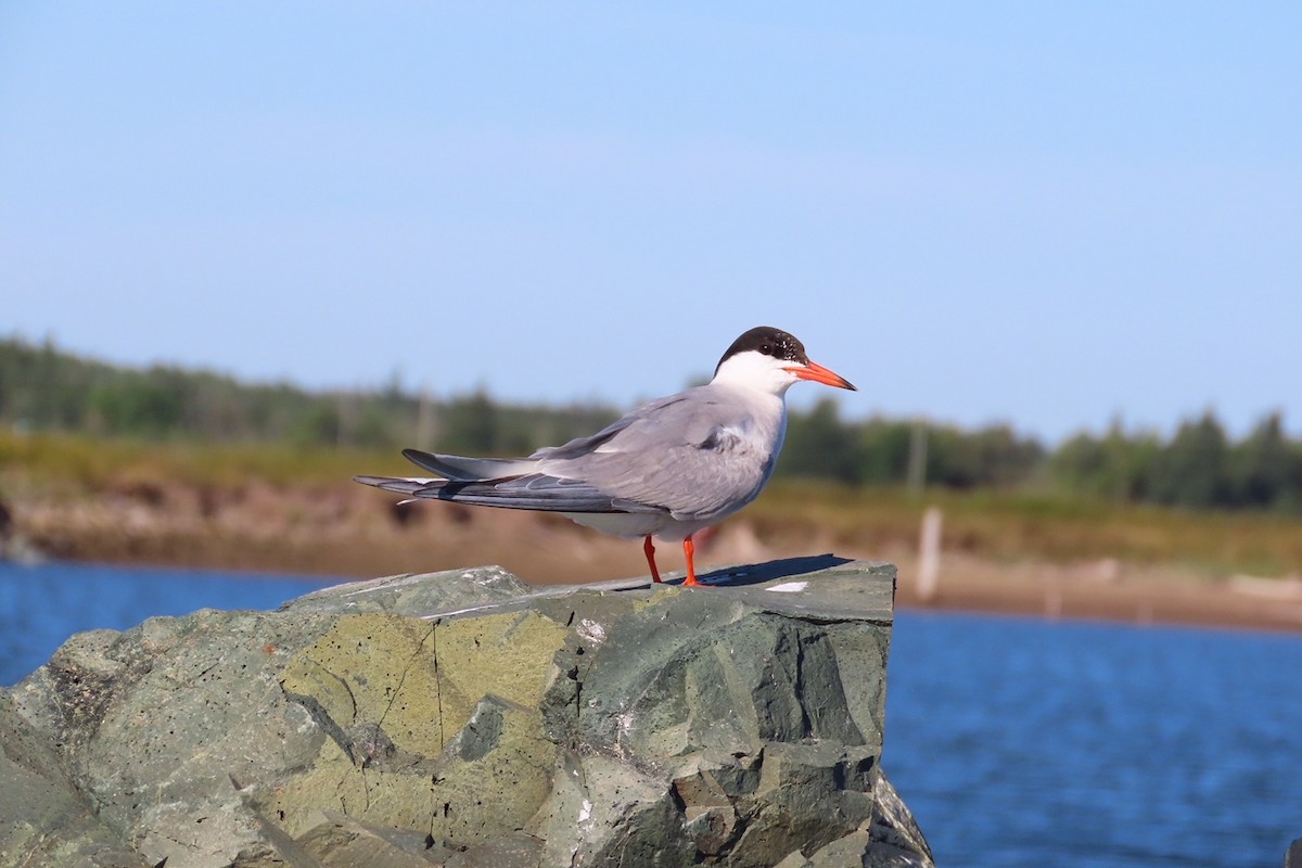 Common Tern - ML641015473