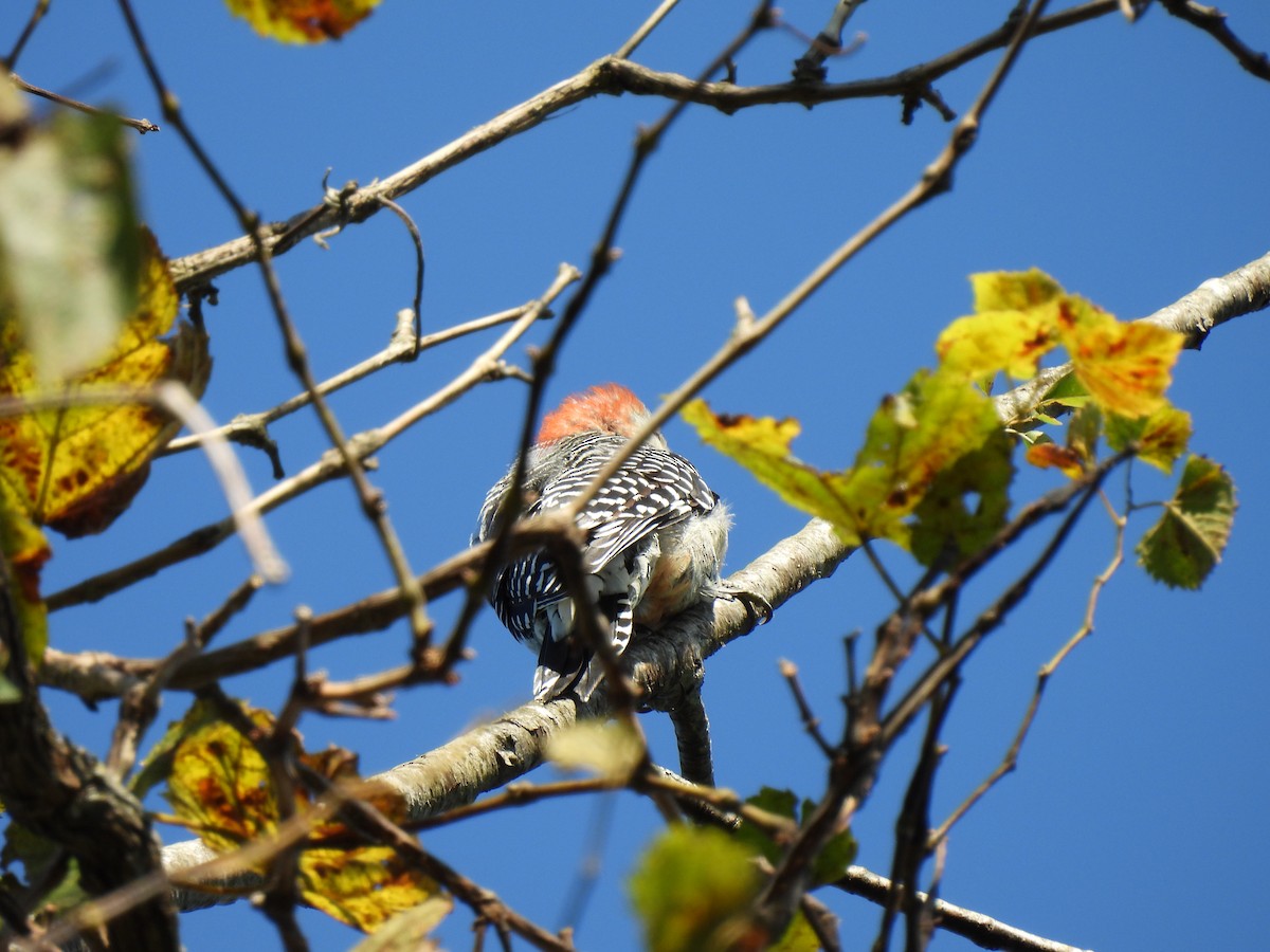 Red-bellied Woodpecker - ML641015477