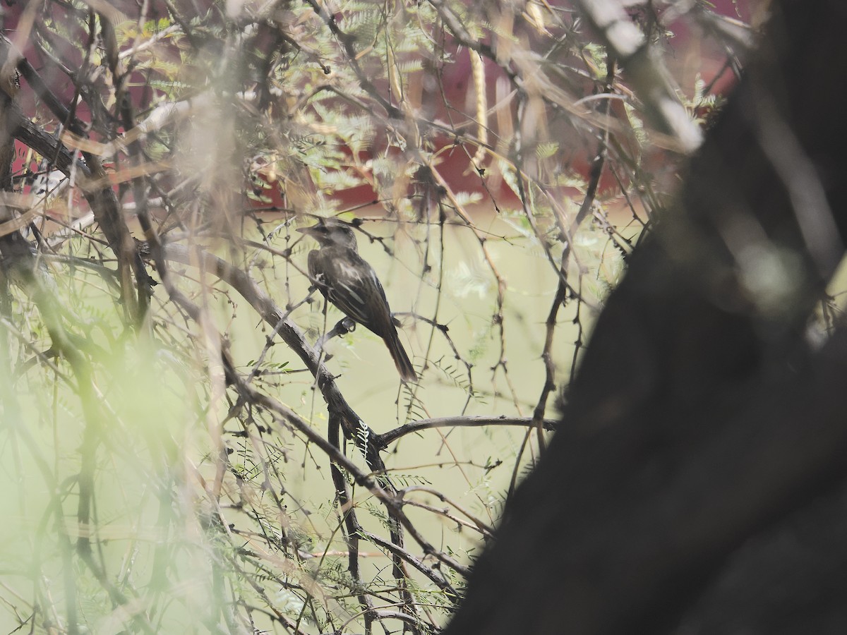 Sulphur-bellied Flycatcher - ML641015489