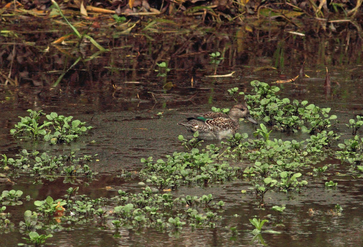 čírka obecná (ssp. crecca) - ML641015506