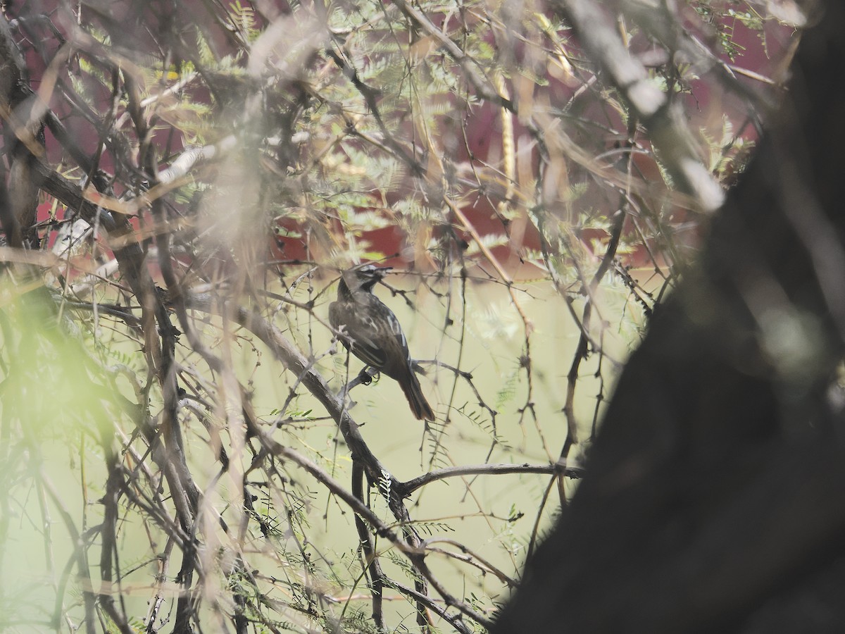 Sulphur-bellied Flycatcher - ML641015510