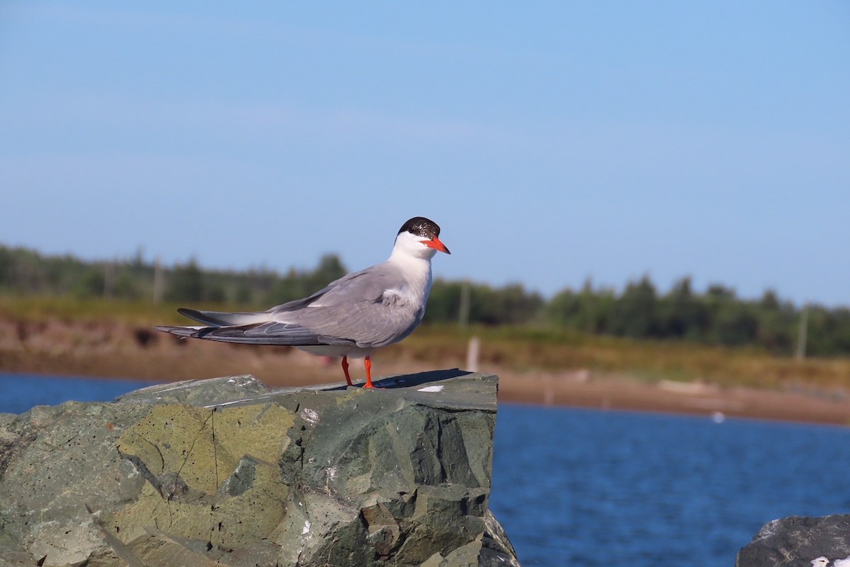 Common Tern - ML641015511
