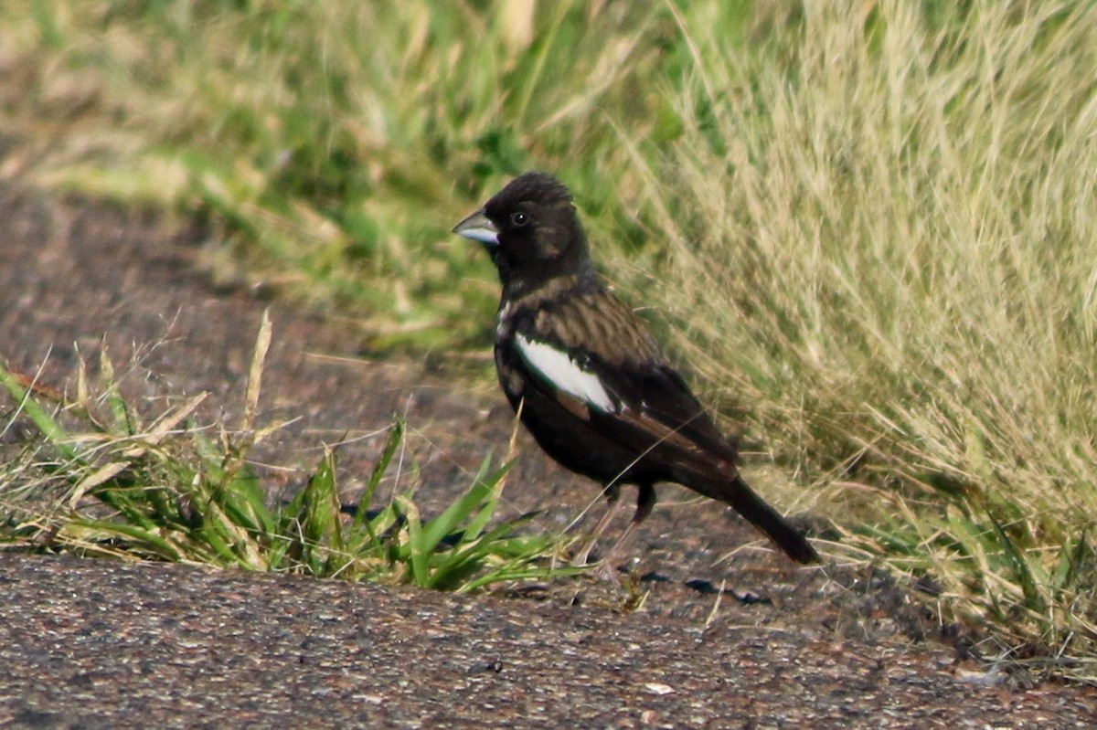 Lark Bunting - ML641015514