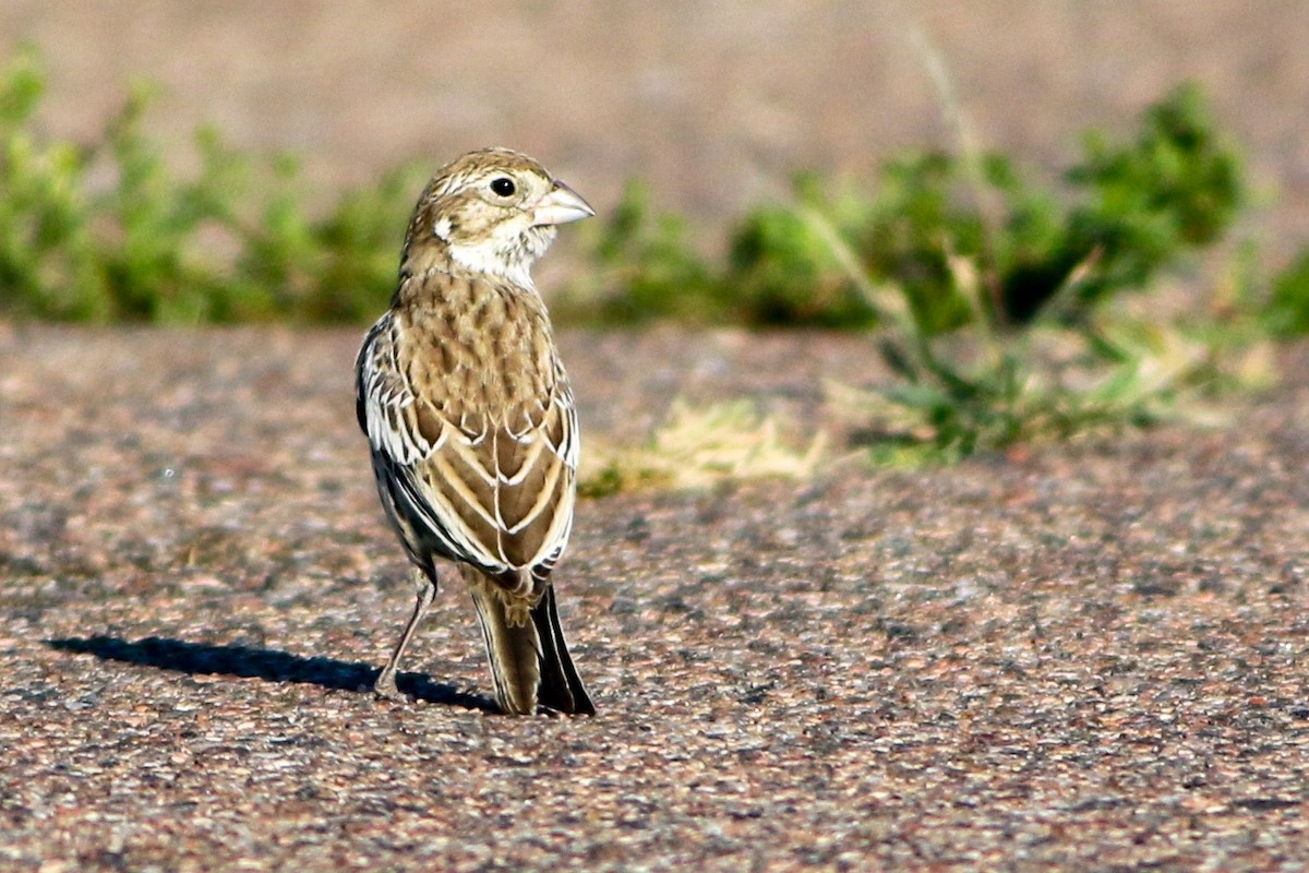 Lark Bunting - ML641015515