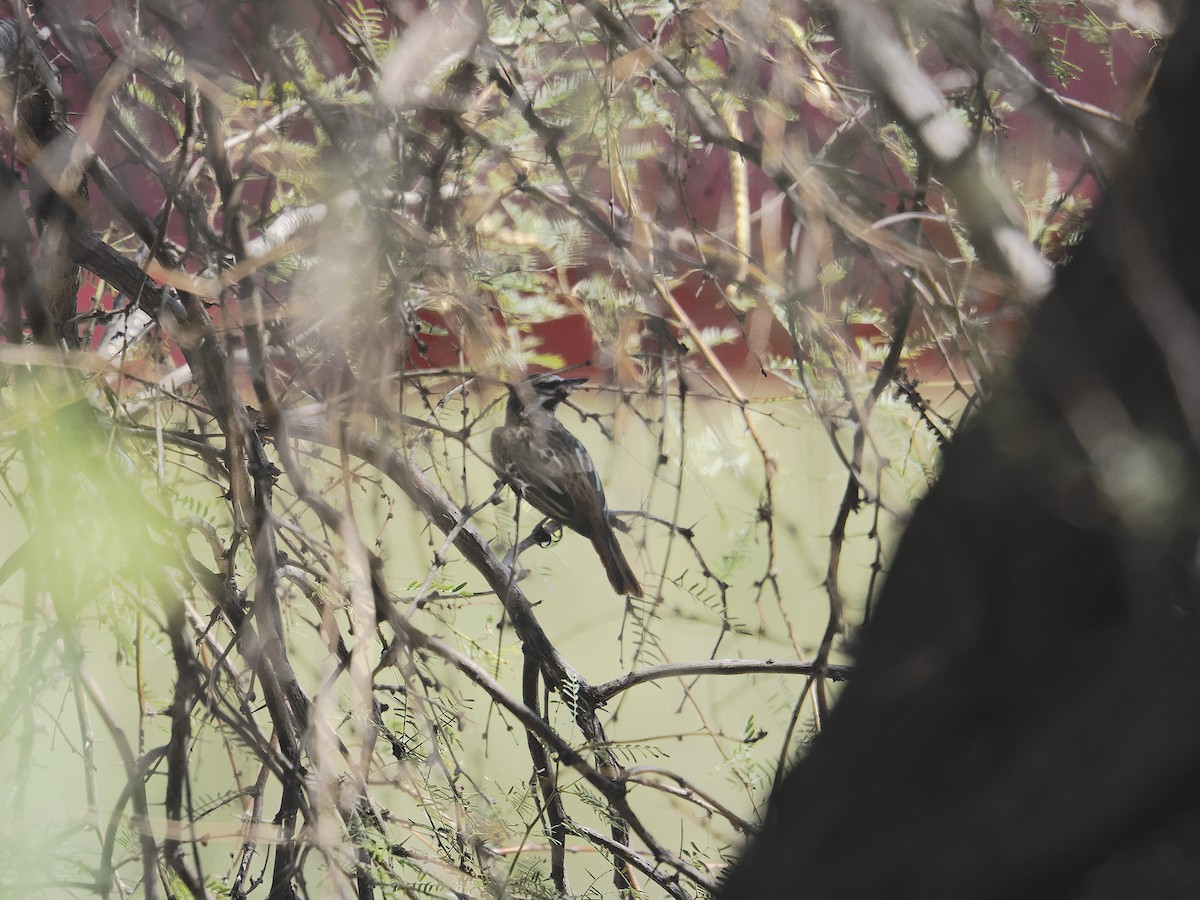 Sulphur-bellied Flycatcher - ML641015529
